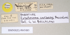 CollectionObject 1558781; NHMUK(SF IMPORT DUPLICATE) 845085, c2219113-aef0-4de4-9e3e-e5ddf52f45ce: copyright Natural History Museum, London. female of synonym Extatosoma carlbergi, data labels (paratype). (CollectionObject).