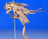 CollectionObject 1505979; 31f854d0-a4f7-45fe-bdf0-416a4d76e2c0: female, lateral view (syntype). (CollectionObject).