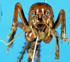 CollectionObject 1537615; 0fe9d04a-8bca-4d34-a726-974c03b78ea4: female, frontal view (paratype). (CollectionObject).