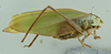 CollectionObject 1532201; 1b9c2e5f-0992-4ae0-bc68-8bb4aac101ca, NMW No. 57362: female habitus, lateral view (syntype of Dictyota pruinosa). (CollectionObject).