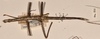CollectionObject 1556950; 9f2cbcc4-4dea-4813-8016-e8a89e139151: copyright UMO. female (syntype). (CollectionObject).;CollectionObject 1556951; 112d4c60-f82e-4830-a689-d06ca3356b17: copyright UMO. female (syntype). (CollectionObject).