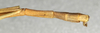 CollectionObject 1557934; 0dda44e7-3402-4941-9b5e-6dcb5c788821: copyright NMW, Vienna. male: end of abdomen, lateral view (syntype). (CollectionObject).;CollectionObject 1557935; 46c40c76-7984-44f7-8ed8-d6473c4c25f0: copyright NMW, Vienna. male: end of abdomen, lateral view (syntype). (CollectionObject).