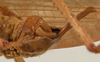 CollectionObject 1534699; ff1d96fe-631e-4577-905a-72d333e070ad: male subgenital plate (syntype of Mataeus longipennis). (CollectionObject).