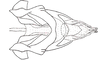 Dichroplus misionensis Carbonell, 1968: Fig. 91. cingulum and endophallus, dorsal view. (Otu).