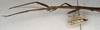 CollectionObject 1557326; 7a237190-6878-4cb5-b3a3-5514af72a55e: copyright NMW, Vienna. female: head and thorax, lateral view of synonym Dyme depressa (syntype). (CollectionObject).
