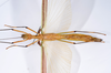 CollectionObject 1590066; 5ec2418e-ebf8-405e-a39f-7e0f95fe1356: copyright MNHN, Paris. female, ventral view (holotype). (CollectionObject).