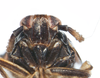 Head: !! display not done !! on Pissonotus niger Morgan & Beamer, 1949: (Observation).