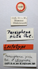 CollectionObject 1518477; d3fb004c-f187-48ec-876f-42ca21b0f9ef: labels (lectotype). (CollectionObject).