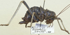 female, lateral view. Depicts CollectionObject 1497409; 27b84c19-1911-4cd9-837e-ee1043ed227a, a CollectionObject.