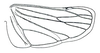Hind wing: Hecalus viridis, hindwing. (Observation).