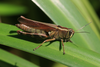 FieldOccurrence 462; 5db11776-ec87-4156-ab25-9e85b32e3fee; Tanzania
Udzungwa Mountains Mangula, 2015/12/??: female, lateral view. (FieldOccurrence).