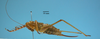 CollectionObject 1542920; 11d8cfa1-dc55-42e8-9fe8-666f844e2483: female, lateral view (allotype). (CollectionObject).