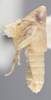 Habitus, lateral view on Athysanella (Athysanella) krameri Blocker, 1988: Lateral. (Observation).