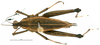 CollectionObject 1585482; 3c475353-cecd-423e-8024-f4baf62ab89f: female, dorsal view. (CollectionObject).