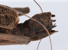 CollectionObject 1558328; 42f1c1a0-648b-4171-814e-accc36001f0d: copyright ANSP. female of synonym Brachyelena hirsuta (holotype), end of abdomen. (CollectionObject).