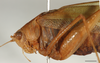 CollectionObject 1586786; 3611040b-9cb9-4b7c-b2b1-ff4ff370fce1: male, head and pronotum, scale bar 2 mm. (CollectionObject).