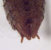 Requena baraya Rentz, 2001: male cerci (paratype). (Otu).