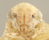 Head on Ceratagallia artemisia Oman, 1939: (Observation).