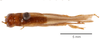 CollectionObject 1585678; be61275c-c5eb-49d7-8d39-9f2516d73c48: female, dorsal view (allotype). (CollectionObject).
