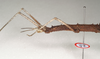 CollectionObject 1562780; b2a15469-c9a2-432c-889c-302d6a528681: copyright ANIC. female: head and thorax, lateral view (holotype). (CollectionObject).