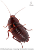 Eurycotis floridana (Walker, 1868): Copyright Josef Dvorák. Eurycotis floridana. (Otu).