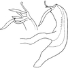 Aedeagus, lateral view on Edwardsiana ruthenica Zakhvatkin, 1929: Aedeagus, lateral view (after Zachvatkin). (Observation).