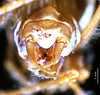 CollectionObject 1503416; MBBJ 3226138, d02c7409-db65-4545-bd73-a8798f9a402d: male cerci. (CollectionObject).