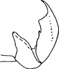 Aedeagus, lateral view on Exitianus indicus (Distant, 1908): Aedeagus, lateral view. (Observation).