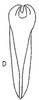 Aedeagus, ventral view: !! display not done !! on Graminella striatella Linnavuori, 1959: Aedeagus, ventral view. (Observation).