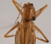 CollectionObject 1534525; a90e162f-bf3d-454b-a844-79aa191b5b31: female pronotum, dorsal view (holotype). (CollectionObject).