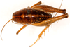 CollectionObject 1499670; 884acfb2-b00d-4baf-bac2-8157a205c417: male, dorsal view. (CollectionObject).