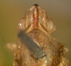 Habitus, dorsal view: !! display not done !! on Buca simplex Walker, 1858: (Observation).
