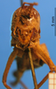 CollectionObject 1538273; dbad6e67-402f-4beb-954d-6aec423afad1: female, frontal view (holotype). (CollectionObject).