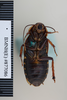 Paranauphoeta formosana Matsumura, 1913: Copyright NHM, London. Syntype female of Paranauphoeta shelfordi, ventral view. (Otu).