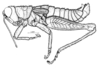 Argemiacris platicercis Ronderos, 1978: Fig. 41 (after holotype). male habitus. (Otu).