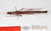 CollectionObject 1561796; ec67d5a5-6c60-4426-b322-87007169dd6f: copyright ZMHB, Berlin. male, dorsal view (holotype). (CollectionObject).