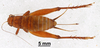 CollectionObject 1961463; c44ee7a2-ddfd-4128-9ea7-fdaf5ebc5ca4, ANSP 001_GRYLL_ANSP: Female, dorsal view (paratype). (CollectionObject).