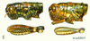 Philocleon scudderi (Hebard, 1932): head, pronotum and femur, lateral view. (Otu).