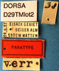 Decticus verrucivorus brevipennis Götz, 1970: male labels (paratype). (Otu).