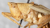 CollectionObject 1531606; NMW 6991, cb984fdc-8eca-4f25-8b5a-d85c179f72a1: male, head and pronotum, lateral view (holotype). (CollectionObject).