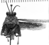 Descampsacris serrulata (Thunberg, 1824): Image Carbonell, C.S. female, frontal view (unspecified type). (Otu).