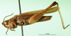 CollectionObject 1501317; c8523c01-edbc-438c-9e46-c50334699dd1: male, lateral view (holotype of Coryphosima centralis). (CollectionObject).