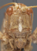 CollectionObject 1505902; dc81cfb3-7470-4947-9e55-0cfebf6205ae: female face (holotype of Yorkiella vidua). (CollectionObject).