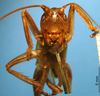 CollectionObject 1530661; 391e05a4-4981-4054-9bba-7256cb1eb93d: frontal view (paralectotype). (CollectionObject).