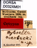 CollectionObject 1505160; 377f976c-6097-488c-9f8d-b586d00019ea: labels (syntype). (CollectionObject).