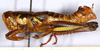 CollectionObject 1499451; 44c45e79-e6e6-40d5-a795-7a566f61b6de: male, lateral view (holotype). (CollectionObject).