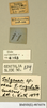 CollectionObject 1573088; 69954d10-0125-493a-b05e-83bf3436e7b7: Copyright Natural History Museum, London. Labels from non-type (adult male) in BM(NH). (CollectionObject).