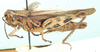 Callicatantops cephalotes (Bolívar, 1889): lateral view. (Otu).