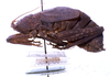 CollectionObject 1532862; NMW 3226188, b892d4e6-a86c-4696-b9fc-ea33d106b5dc: male, lateral view. (CollectionObject).