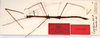 CollectionObject 1557682; 7bf6c299-d657-45d2-b5c0-9f5b17aef872: copyright MNCN, Madrid. male (syntype). (CollectionObject).;CollectionObject 1557683; f6d433bf-4f51-4fc5-9cf6-311c6d0c275b: copyright MNCN, Madrid. male (syntype). (CollectionObject).